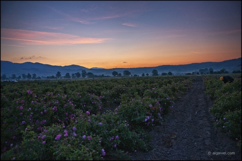 06-06-2008-dh-04-36-43-rozober-mirkovo