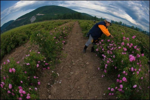 06-06-2008-dh-06-24-11-rozober-mirkovo