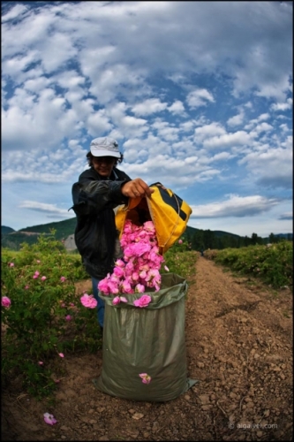 06-06-2008-dh-06-54-44-rozober-mirkovo