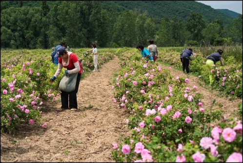 06-06-2008-dh-11-47-46-rozober-mirkovo