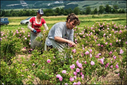 06-06-2008-dh-11-57-52-rozober-mirkovo