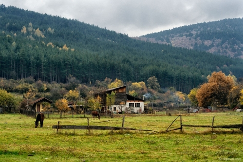 _dsc1099