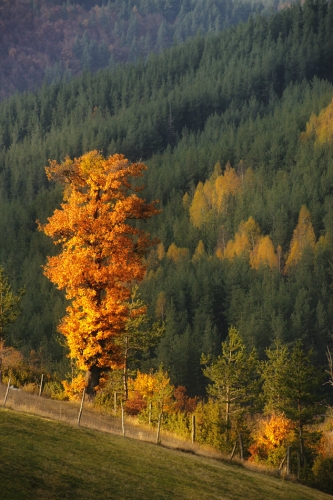 2009-11-01-09-01-51-velingrad