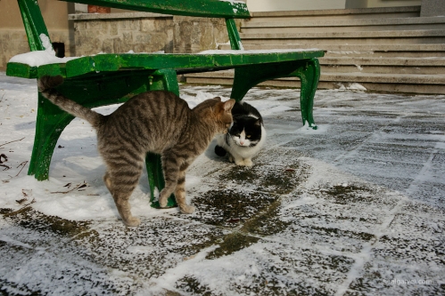 2010-01-23-11-14-03-shipka-i-smolian