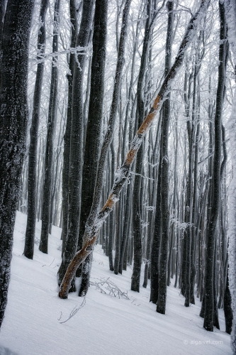 2010-01-23-14-54-21-shipka-i-smolian