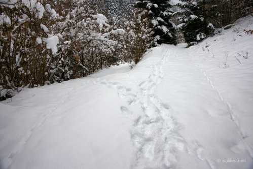 2010-01-24-15-58-10-shipka-i-smolian