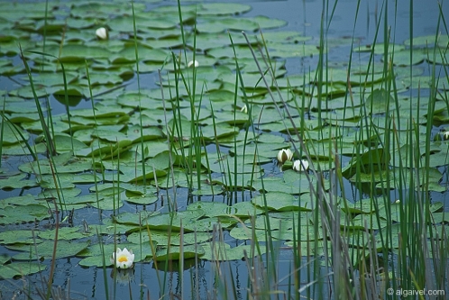 2010-04-24-11-54-07-kerkini