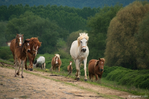 2010-04-24-13-03-36-kerkini