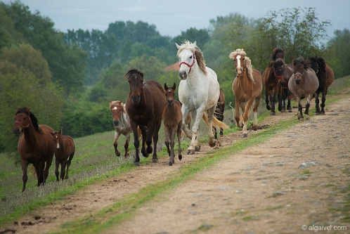 2010-04-24-13-10-10-kerkini