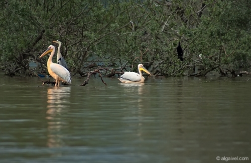 2010-04-24-14-11-41-kerkini