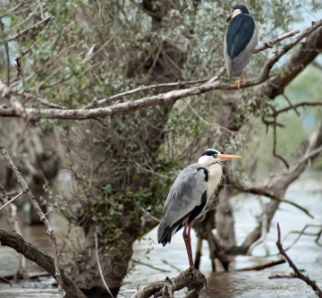 2010-04-24-14-15-56-kerkini