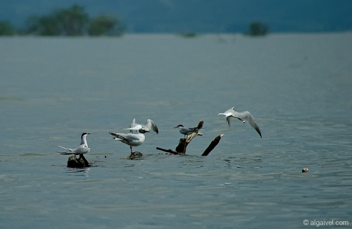 2010-04-24-14-34-40-kerkini