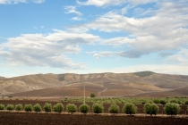 ВолубилисVolubilisМарокоMorocco.وليلي-29