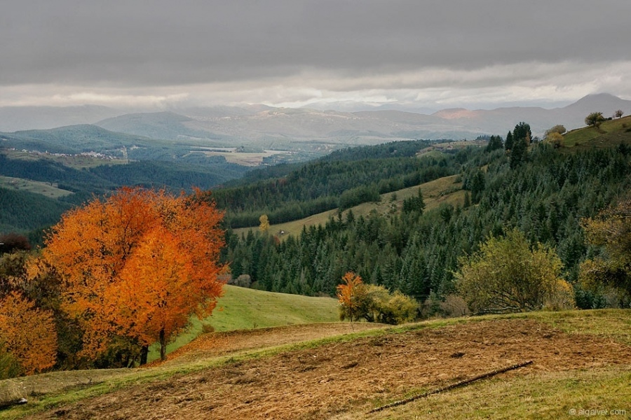 ЕсенноОбагрениДървета-15