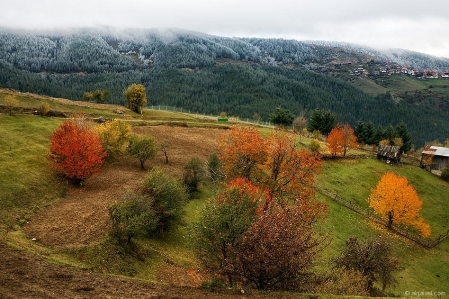 ЕсенноОбагрениДървета-16