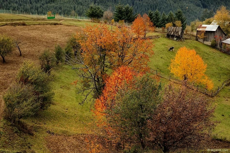 ЕсенноОбагрениДървета-17