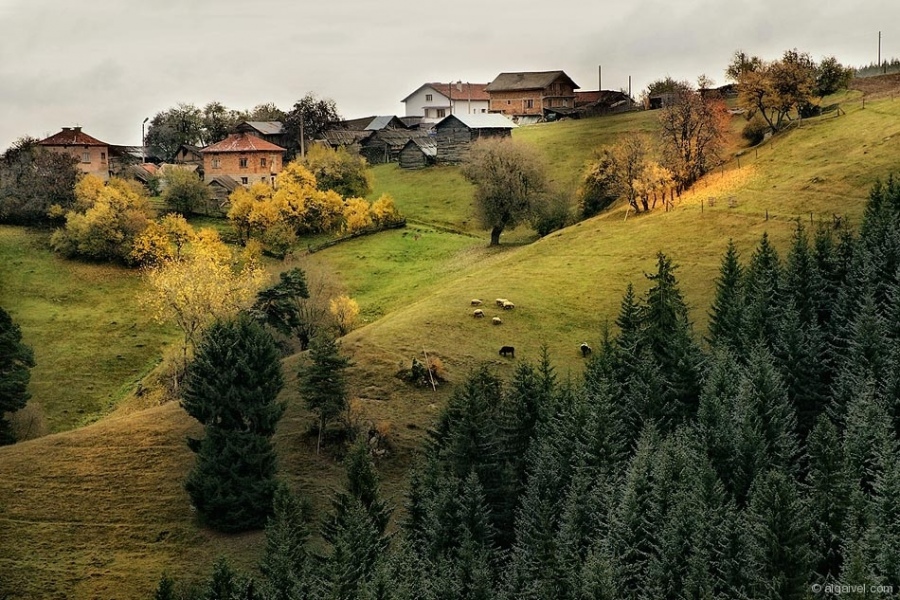 ЕсенноОбагрениДървета-18