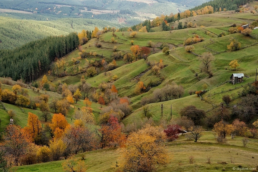 ЕсенноОбагрениДървета-20