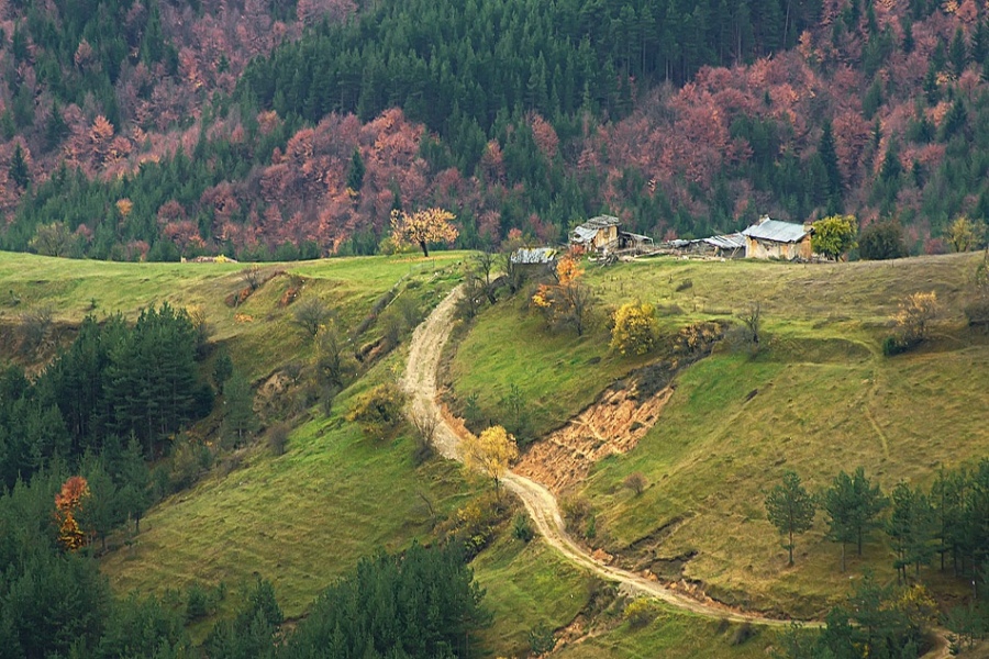 ЕсенноОбагрениДървета-22