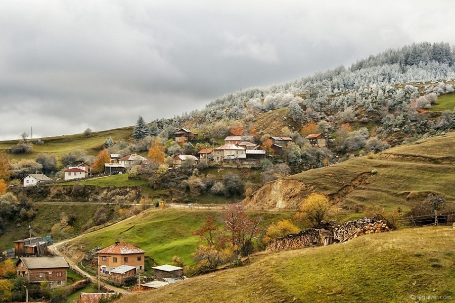 ЕсенноОбагрениДървета-24