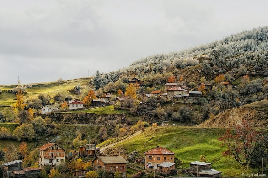 ЕсенноОбагрениДървета-25