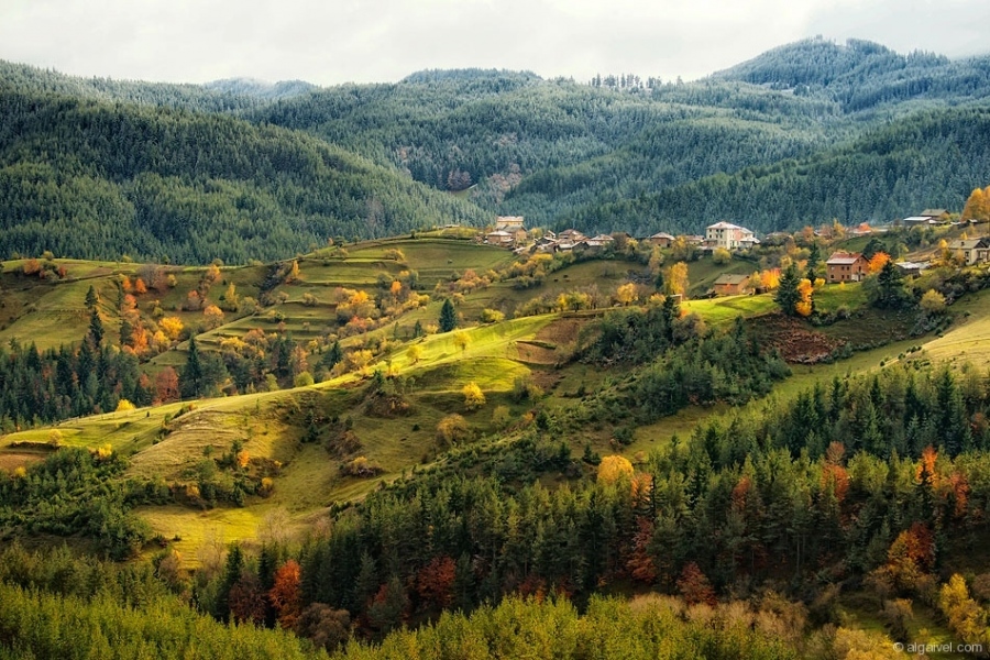 ЕсенноОбагрениДървета-26