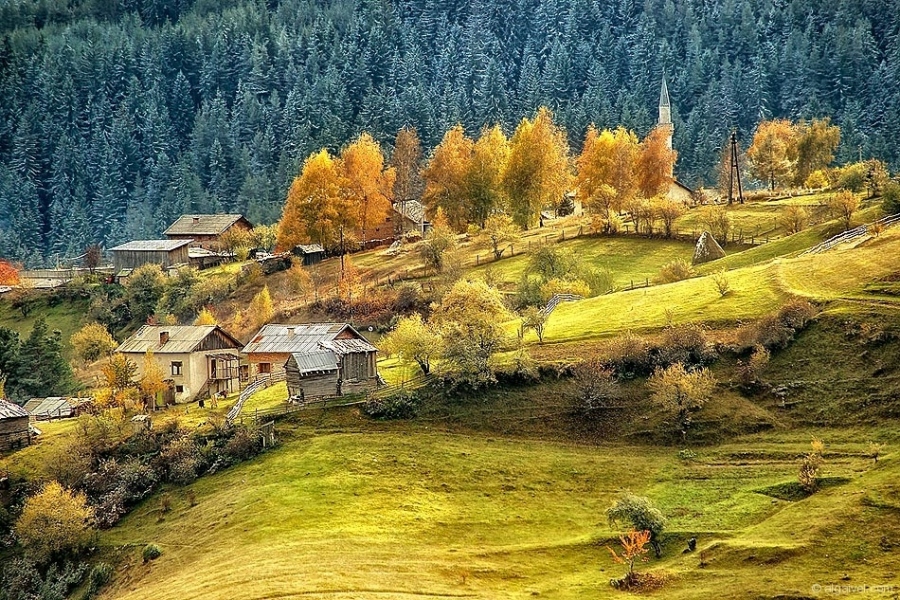 ЕсенноОбагрениДървета-27