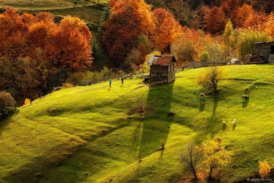 ЕсенноОбагрениДървета-28