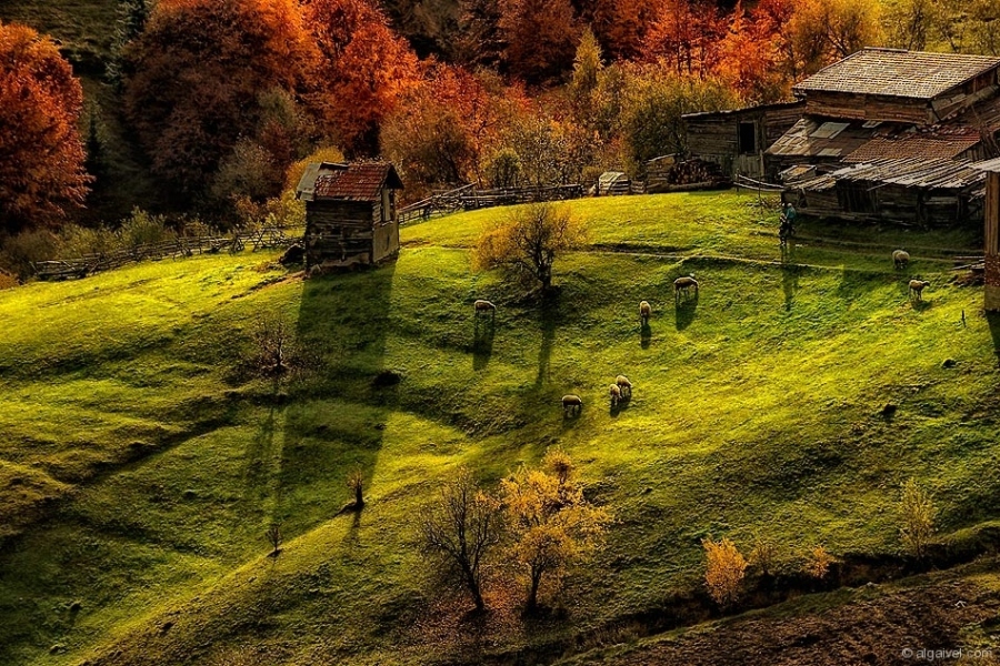 ЕсенноОбагрениДървета-29