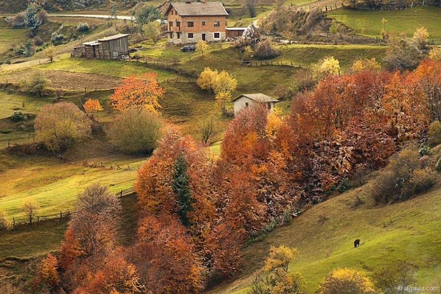 ЕсенноОбагрениДървета-31