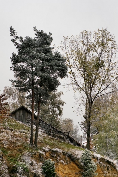 ЗаскрежениЕсенниДървета-8