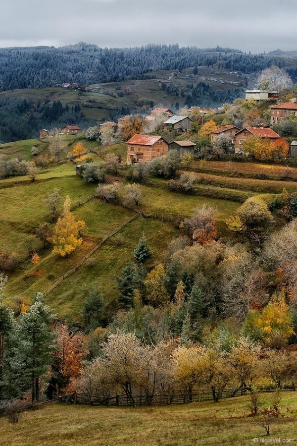 ЗаскрежениЕсенниДървета-9