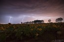 Буря в слънчогледовата нива