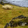 Исландски овце