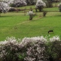 Пролет с магаре