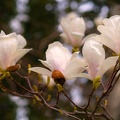20150418 DSC6001-magnolia