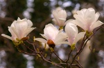 20150418 DSC6001-magnolia