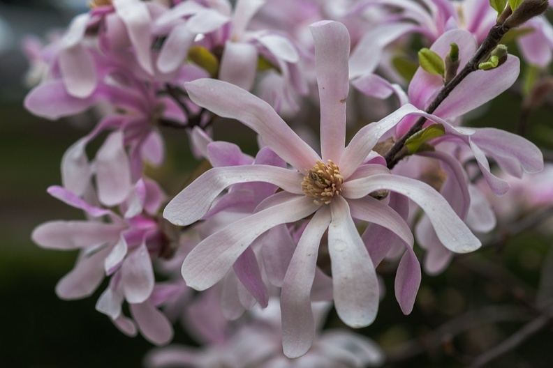 20150418_DSC6128-magnolia.jpg