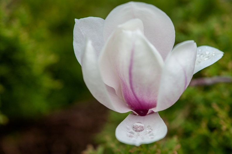 20150418_DSC6135-magnolia.jpg